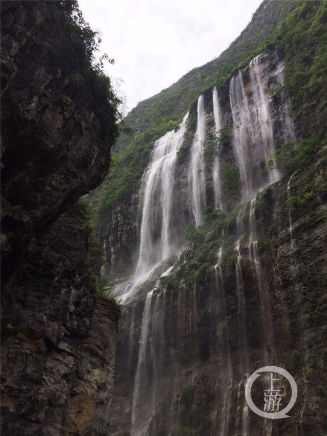 救援卷耳兔